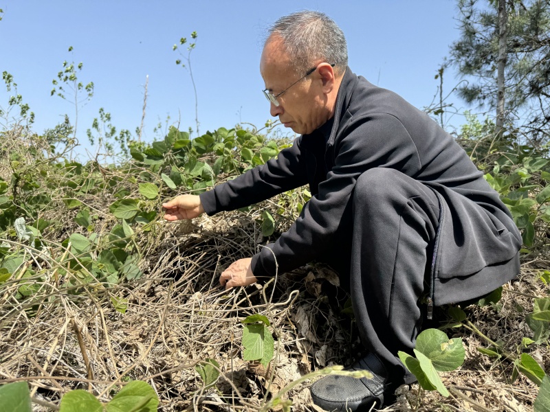 1756107209758531.jpg 葛根發(fā)芽6.jpg