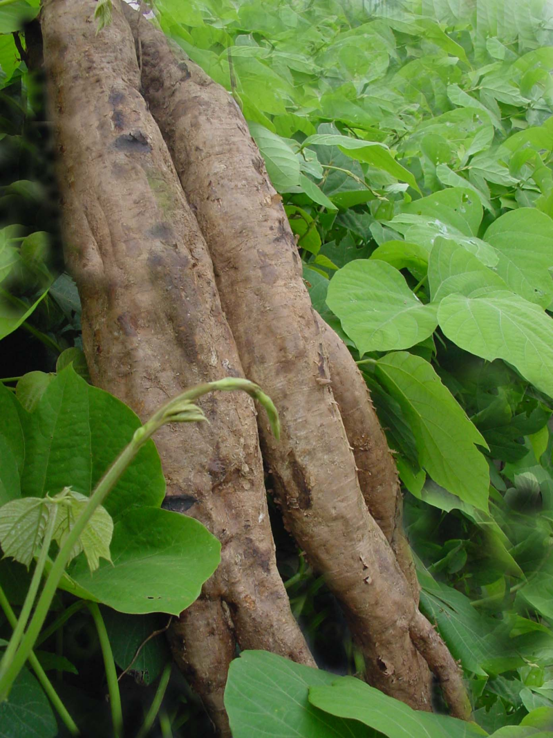 1760084372981496.png 葛根_副本800.png