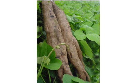 吃了這么多年的野生葛根粉，你吃對了嗎？