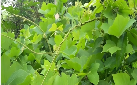 七夕寵妻狂魔就選它！二月風(fēng)雙有機(jī)野生葛根粉，健康又有文化味 