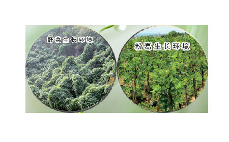 高學(xué)歷養(yǎng)生黨親測：這款雙有機(jī)野生葛根粉，憑什么成日常優(yōu)選？?