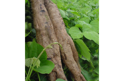 長期吃葛粉是養(yǎng)生還是傷身？科學解讀它的三大益處，讓你吃得更明白！