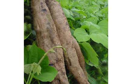 葛粉是什么？解鎖這份藏著千年文化與養(yǎng)生智慧的天然食材